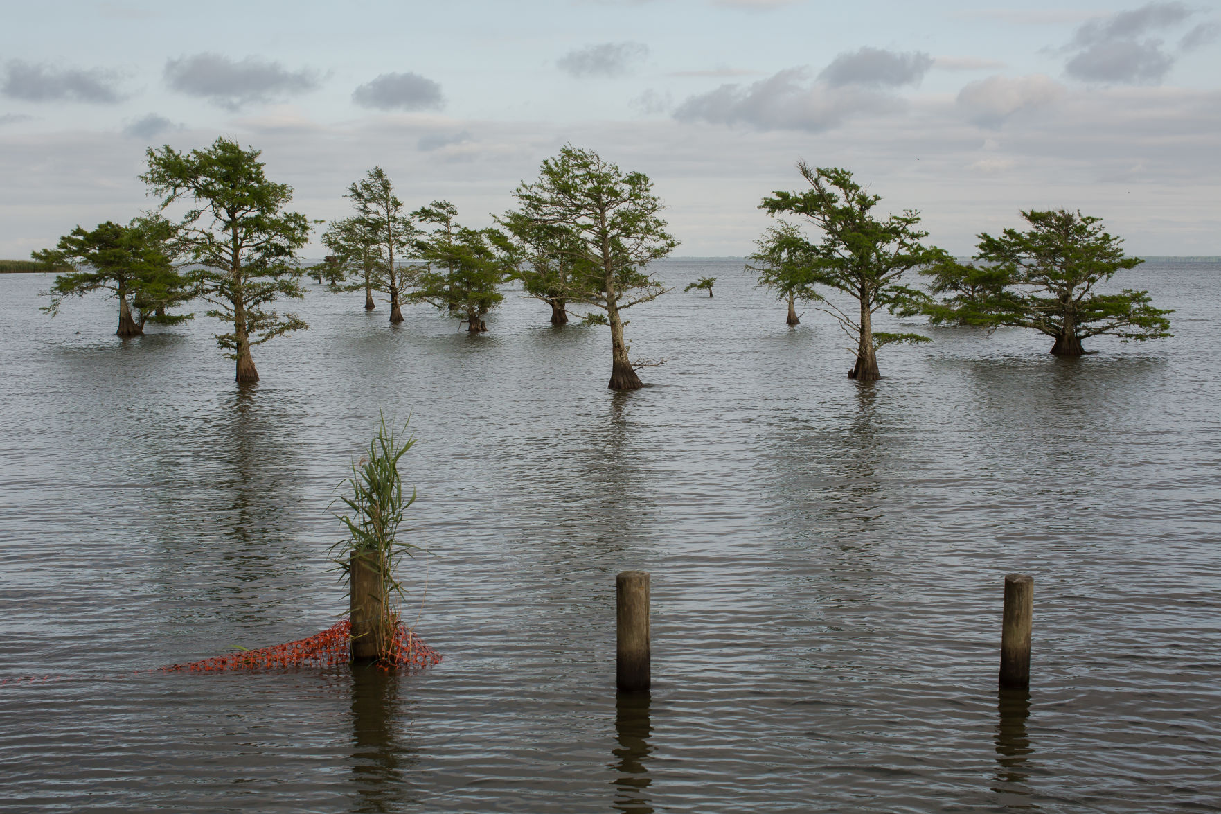 Lake Matamuskeet, near Fairfield in Hyde County, NC